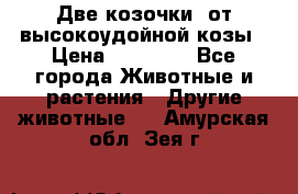 Две козочки  от высокоудойной козы › Цена ­ 20 000 - Все города Животные и растения » Другие животные   . Амурская обл.,Зея г.